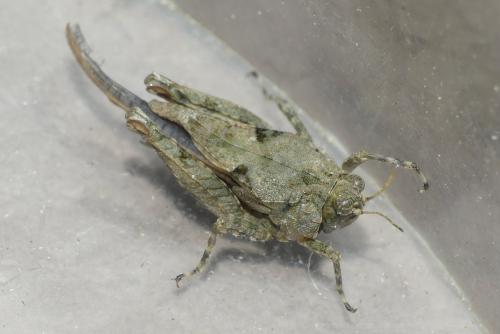 Réf. 237 628 : Paratettix meridionalis